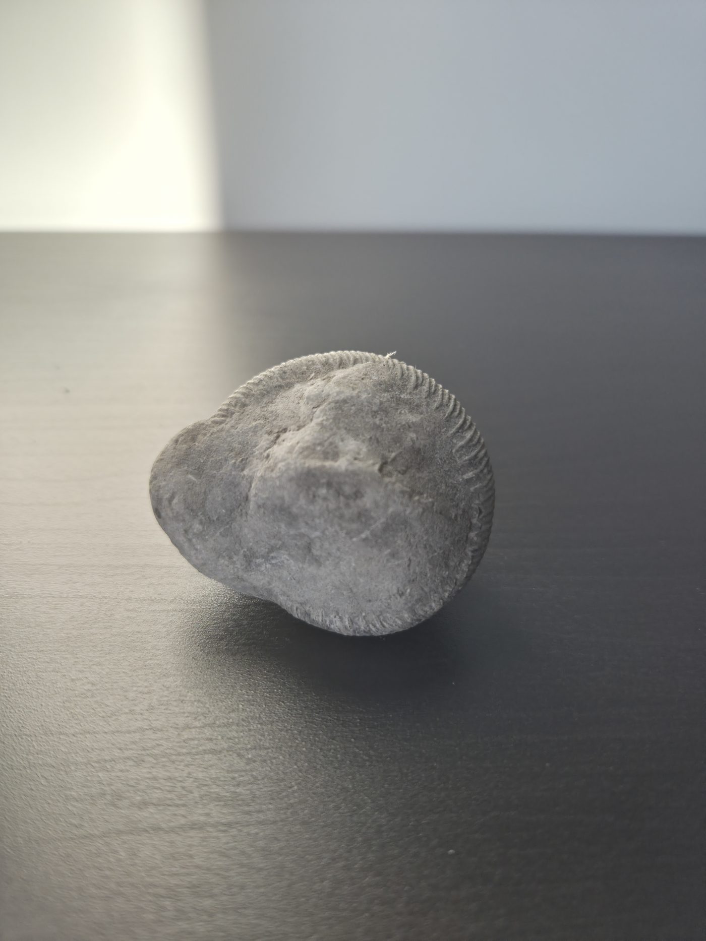 Ammonite