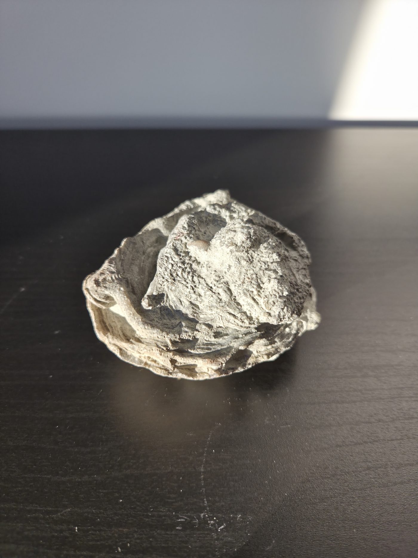 Oyster Shell