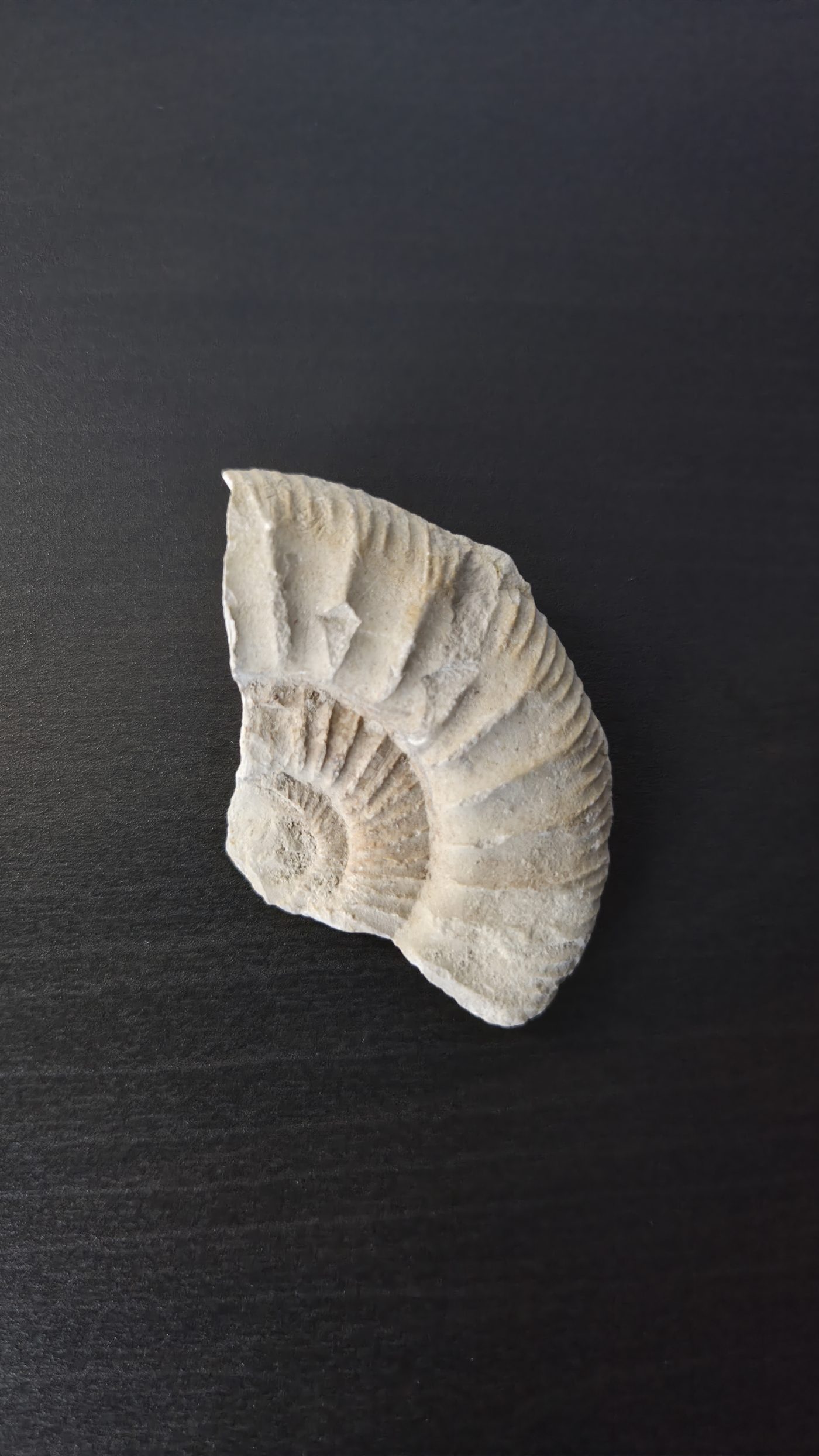 Partial Ammonite