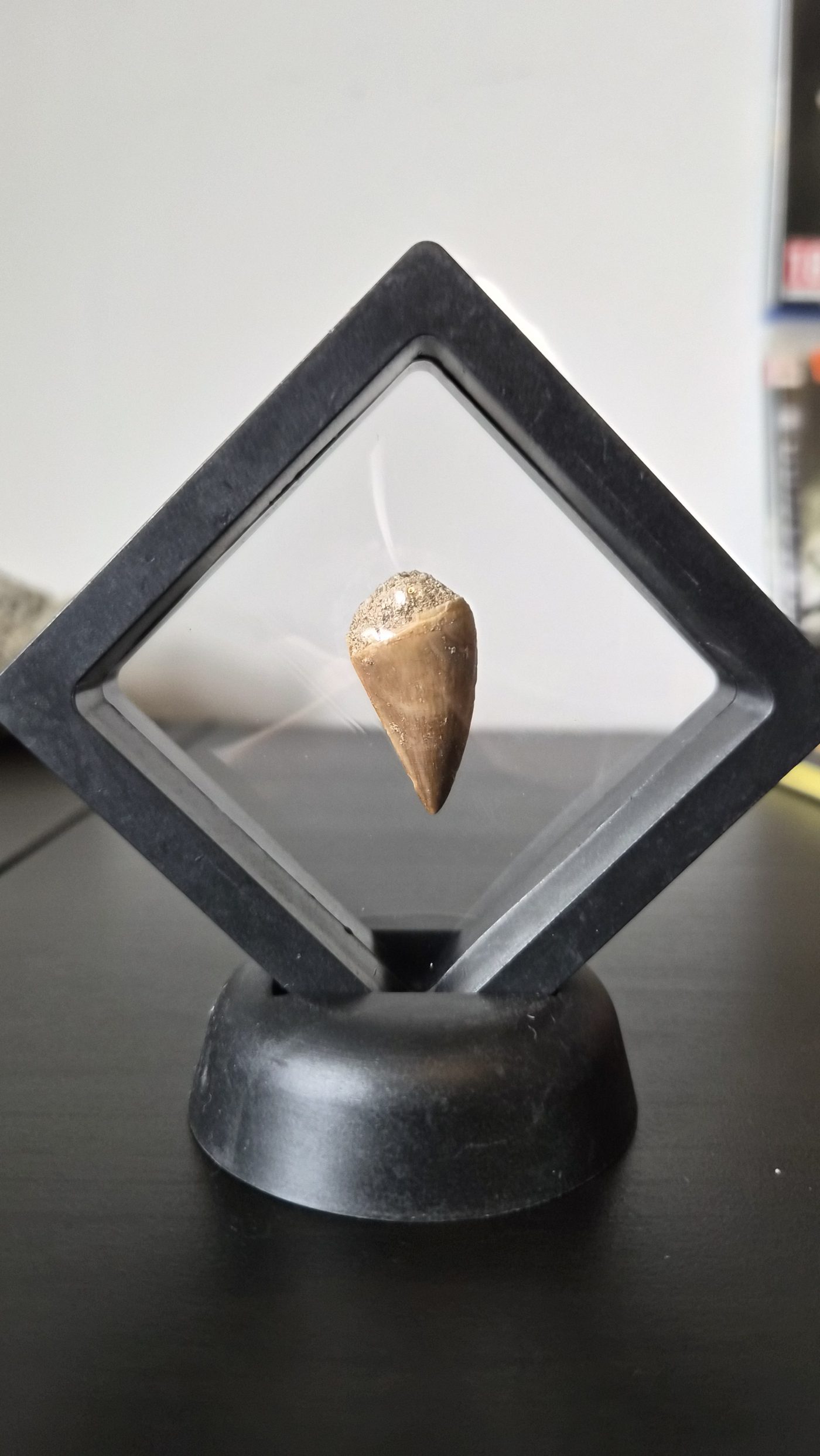 Mosasaur Tooth