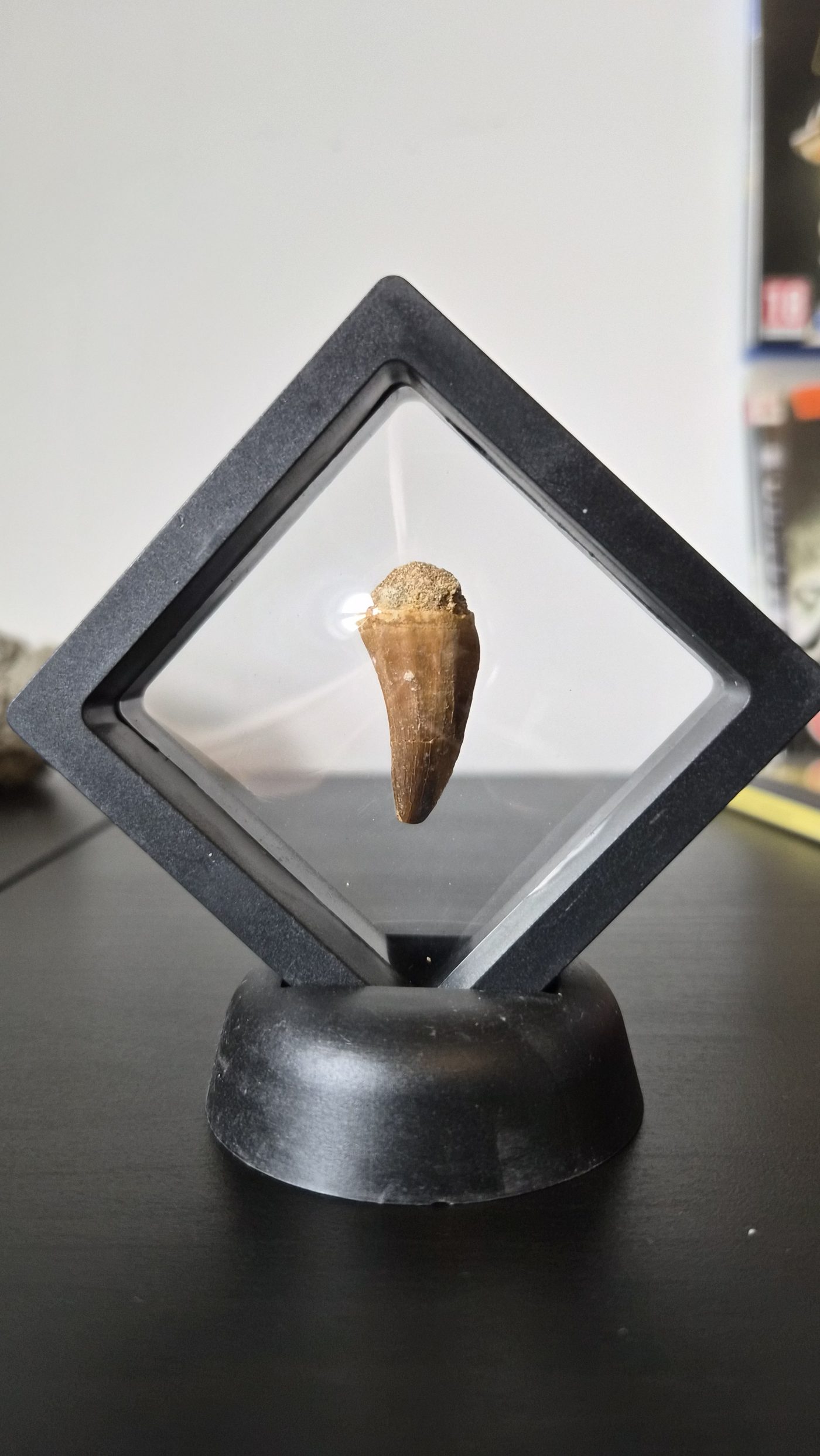 Mosasaur Tooth