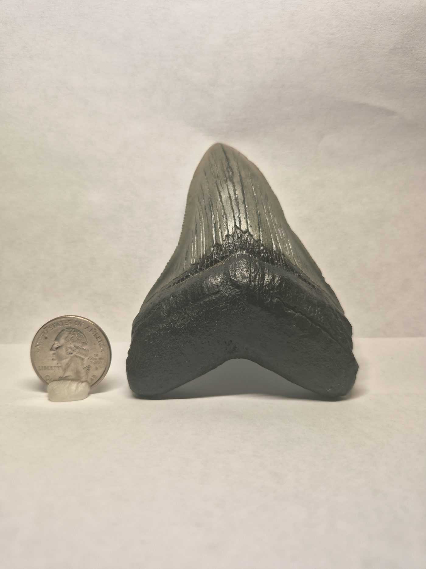 Megalodon tooth