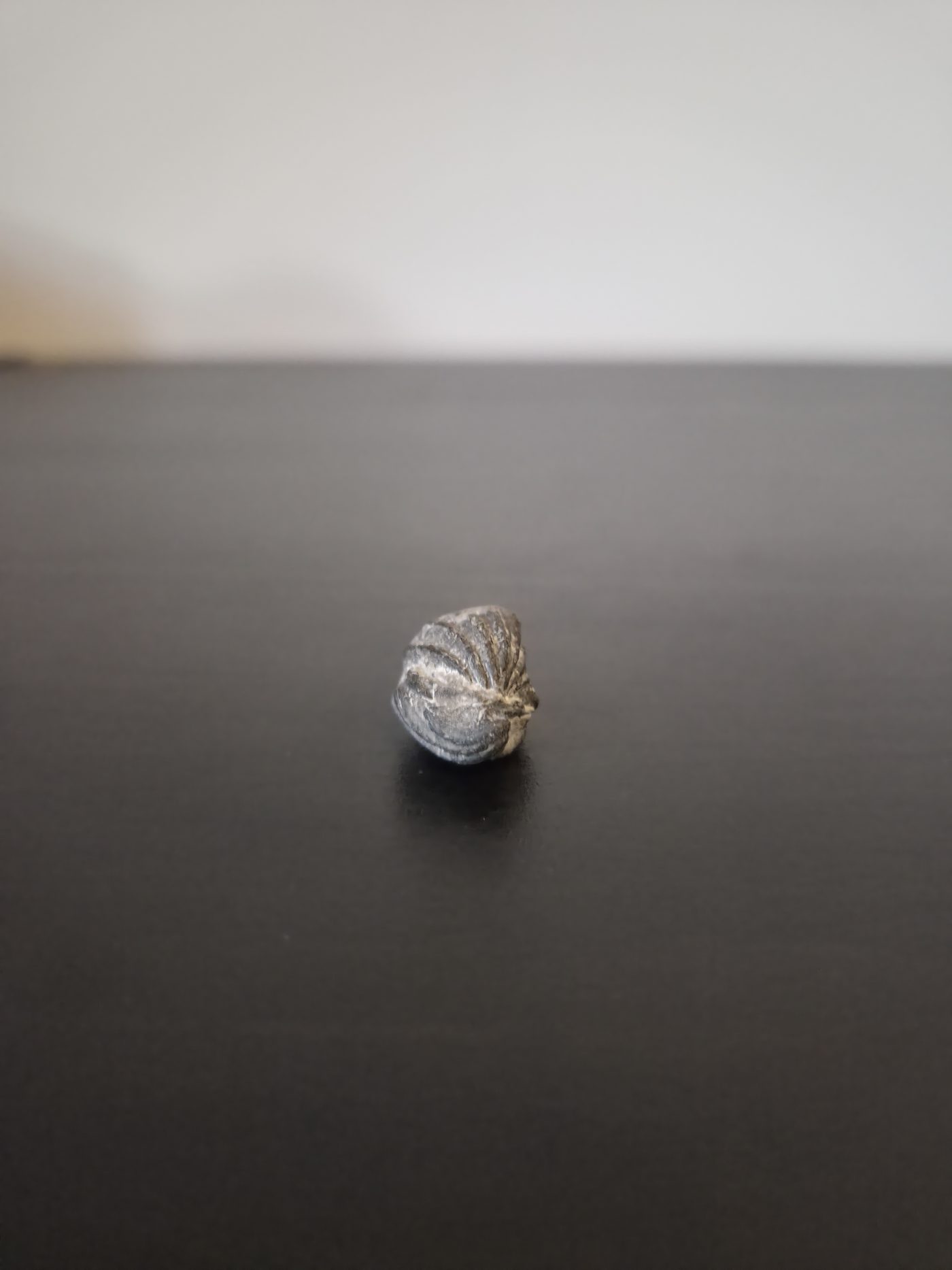 Brachiopod
