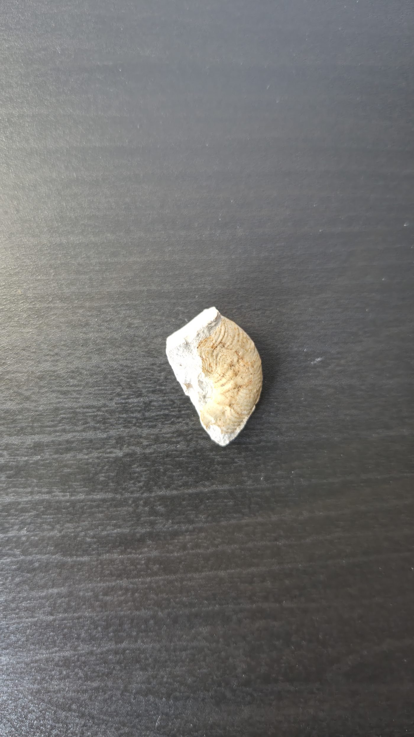 Partial Ammonite