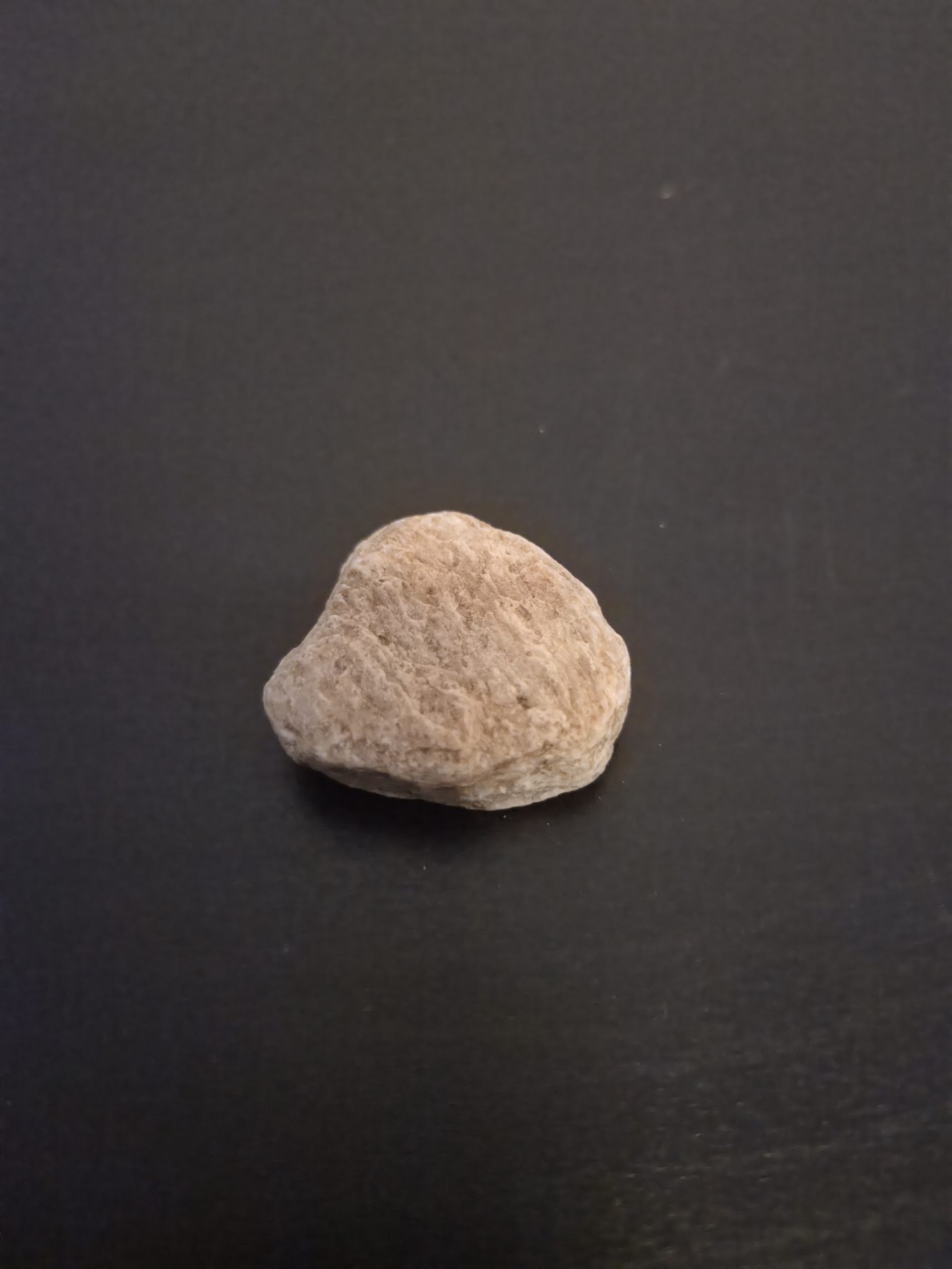 Nummulite