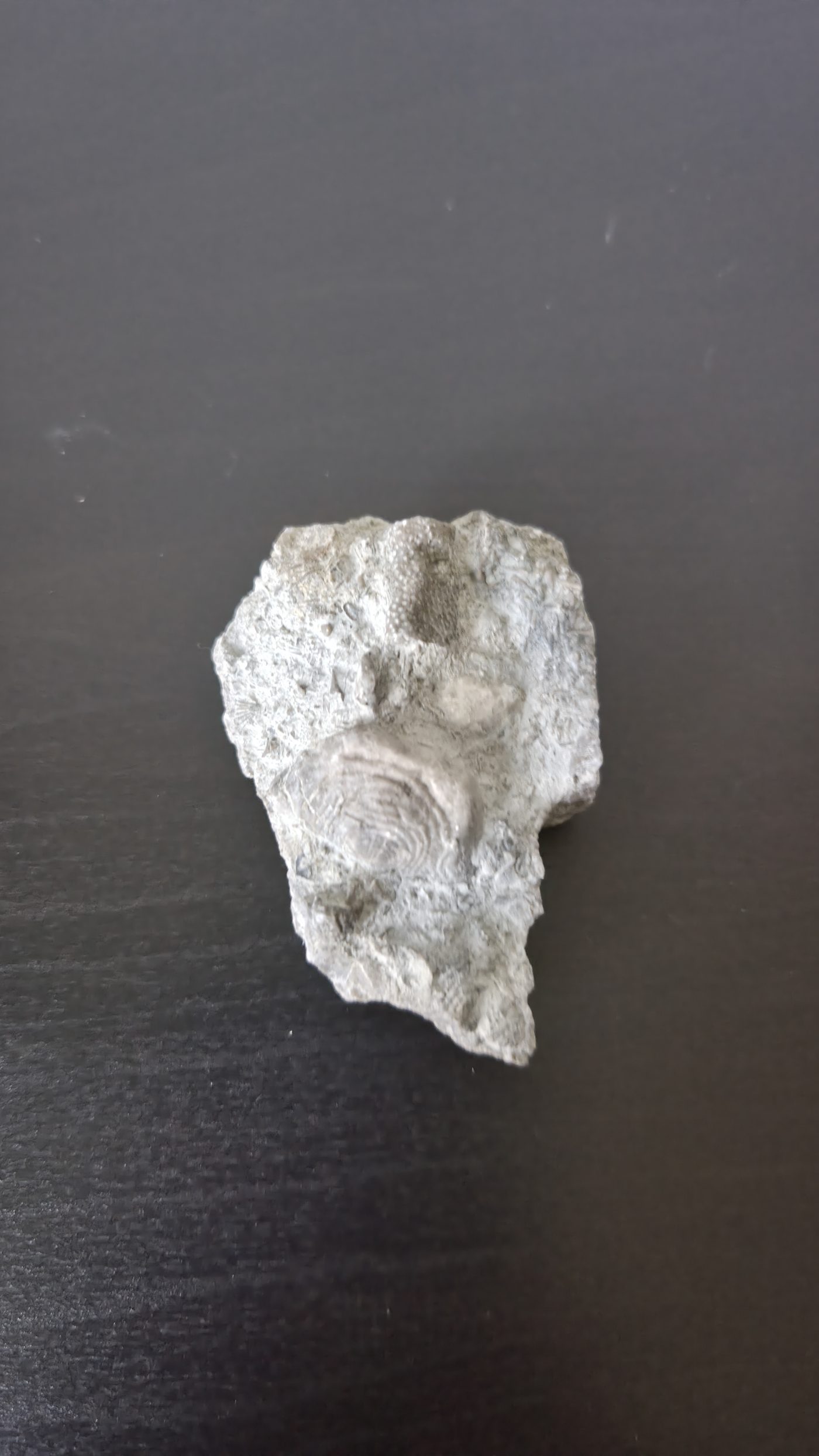 Brachiopod & Bryozoan in Matrix