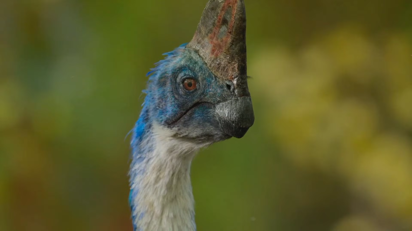 Corythoraptor