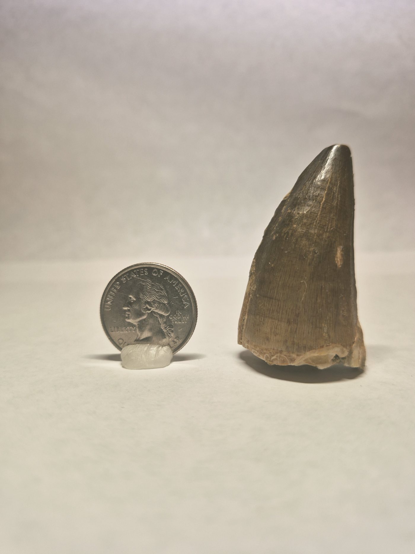Thallasotitan tooth