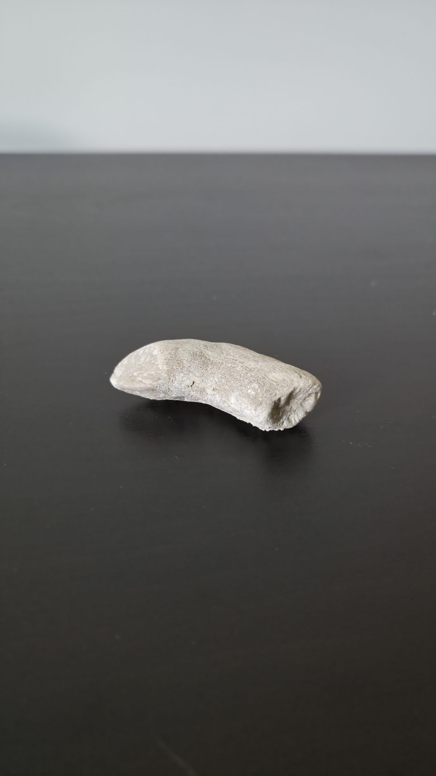 Horn Coral