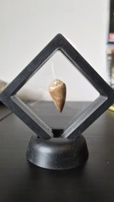 Mosasaur Tooth