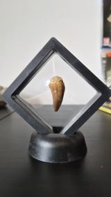 Mosasaur Tooth