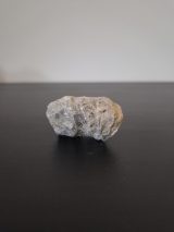 Horn Coral