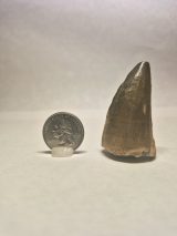 Thallasotitan tooth