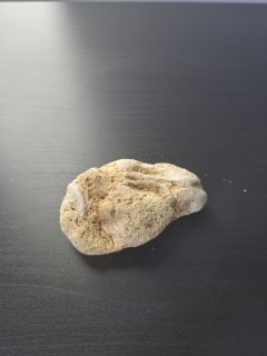Photo 2 of Oyster