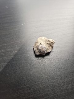 Photo 1 of Brachiopod