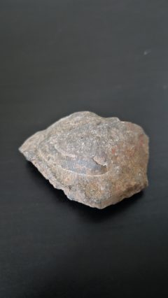 Photo 3 of Trilobite Cephalon (Head)