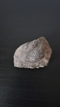 Photo 2 of Trilobite Cephalon (Head)