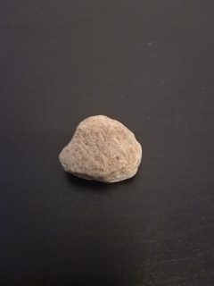 Photo 1 of Nummulite