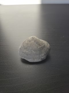 Photo 1 of Bivalve Clam