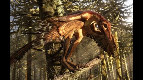 Sinornithosaurus