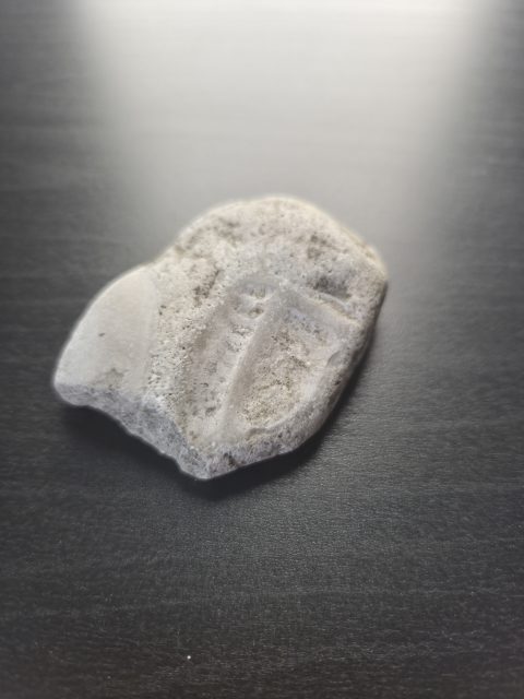 Fenestrate Bryozoa