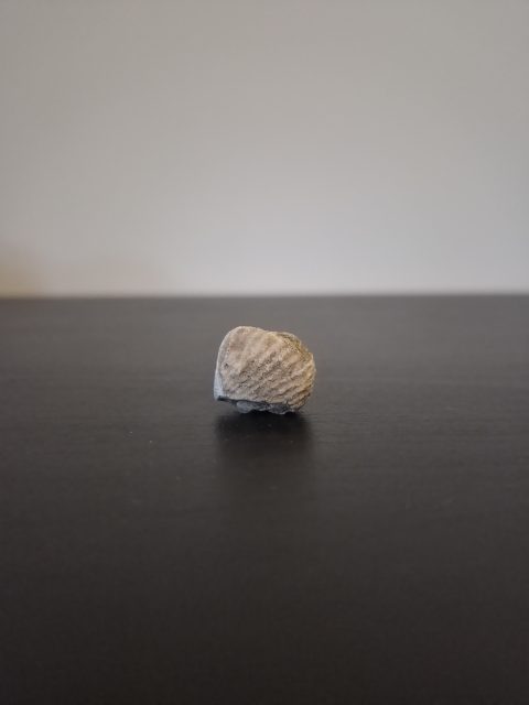 Brachiopod