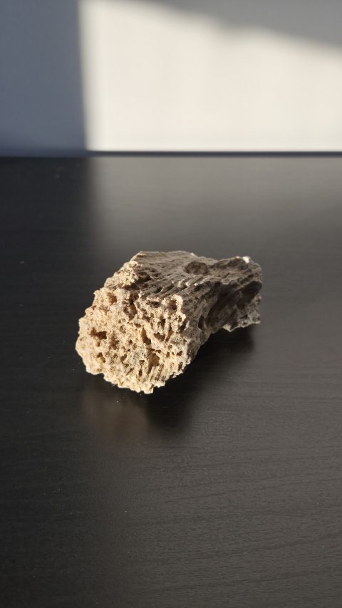 Honeycomb Coral