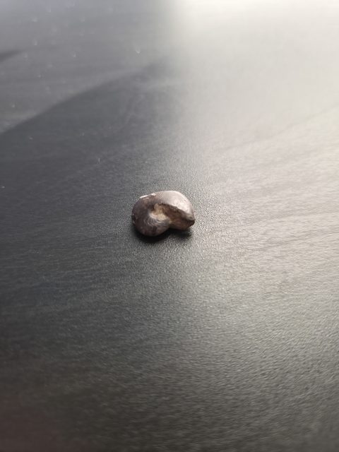 Ammonite