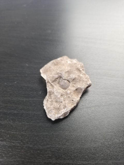 Brachiopod