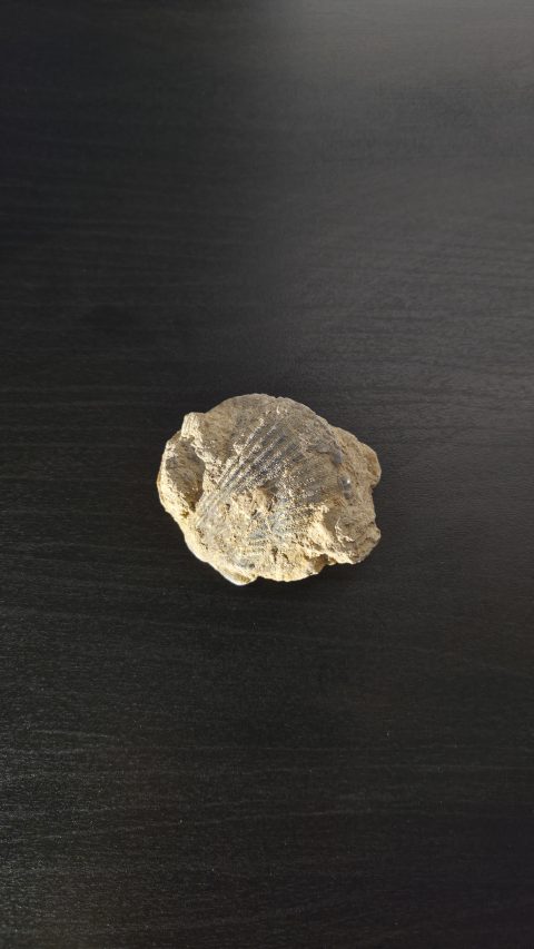 Brachiopod