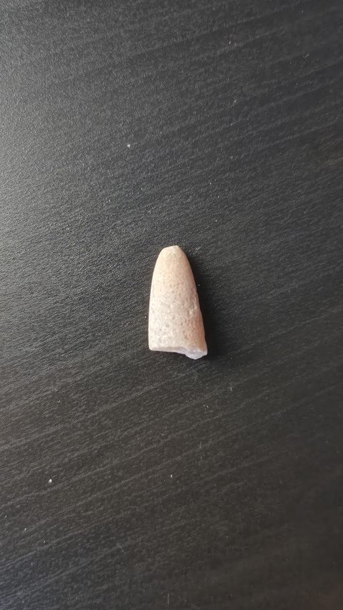 Belemnite
