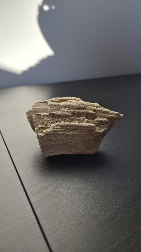 Petrified Wood