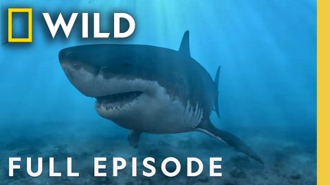 Megalodon