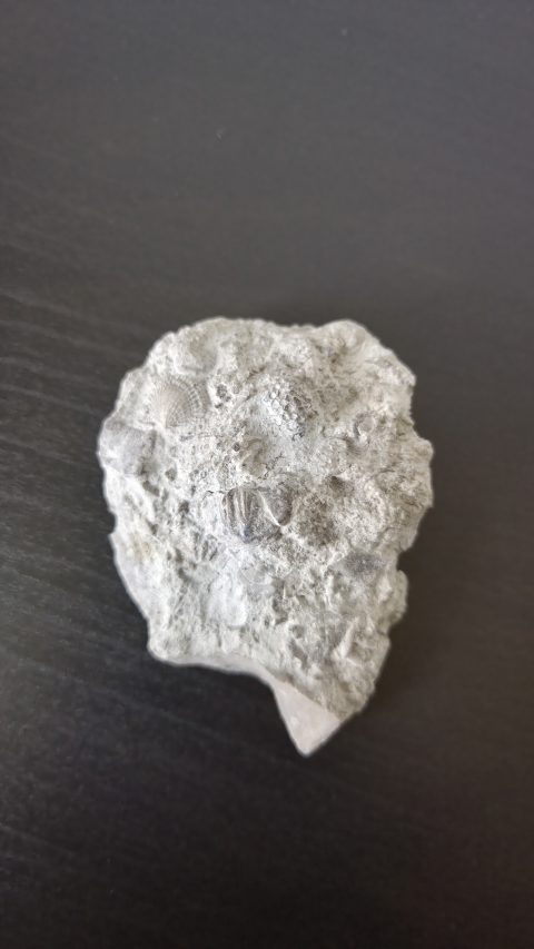 Mixed Fossil Marine Matrix