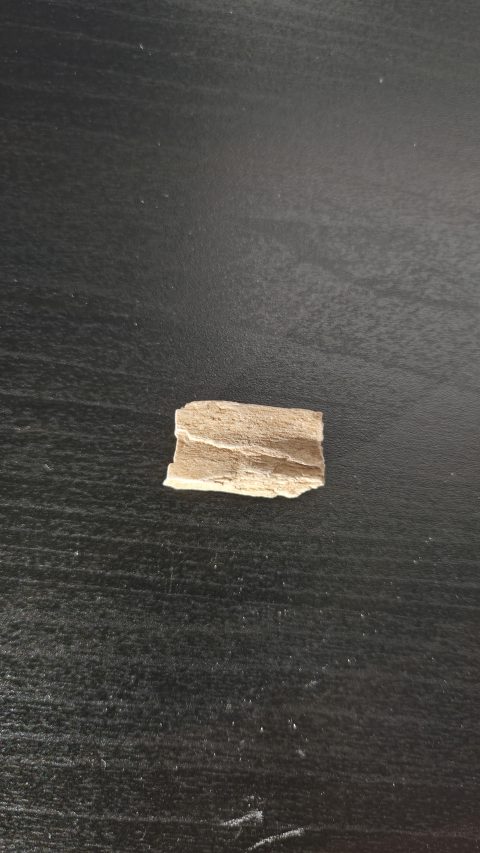 Petrified Wood