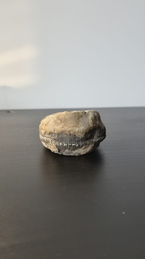 Ammonite