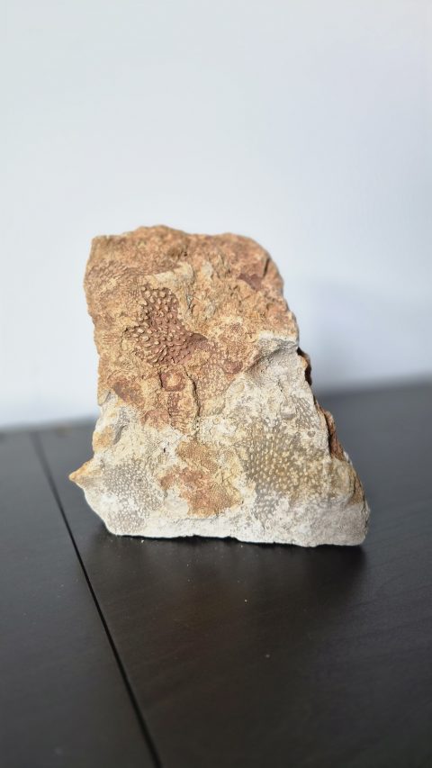 Bryozoan Colony