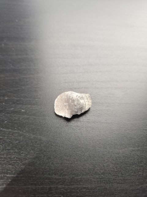 Brachiopod