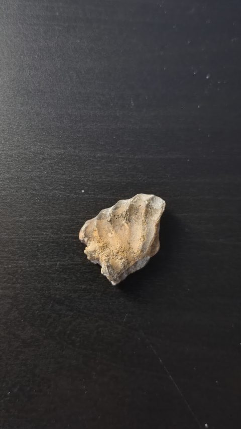 Partial Ammonite