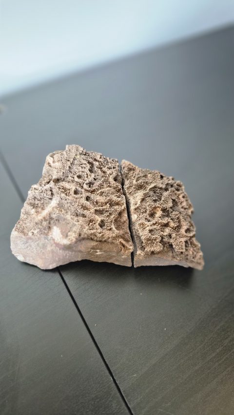 Tabulation Coral Colony