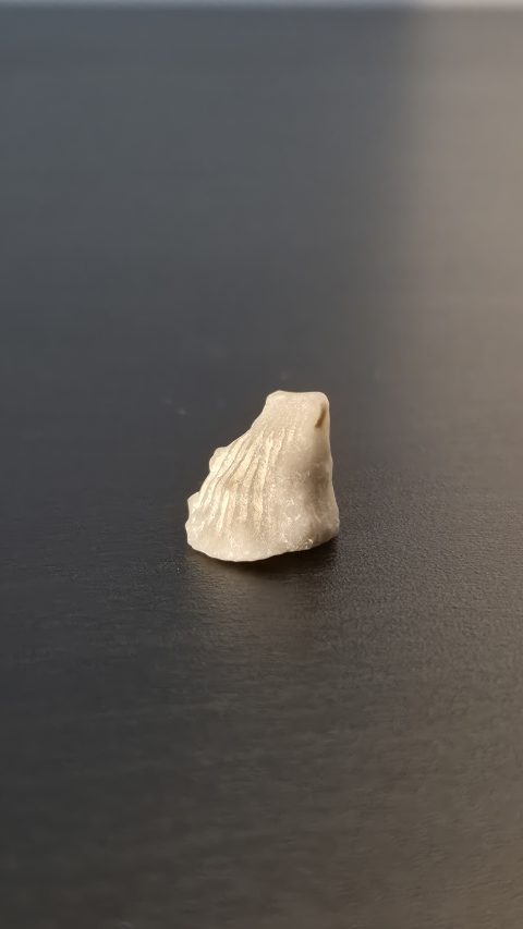 Agatized Shell