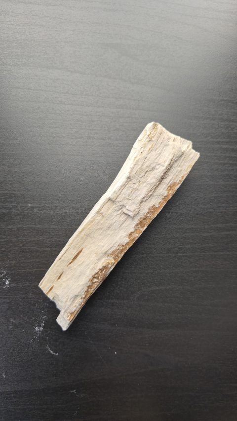 Petrified Wood