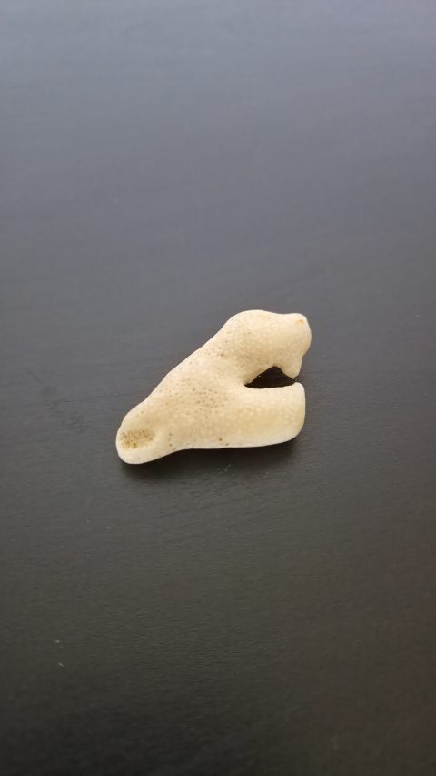 Branching Bryozoan