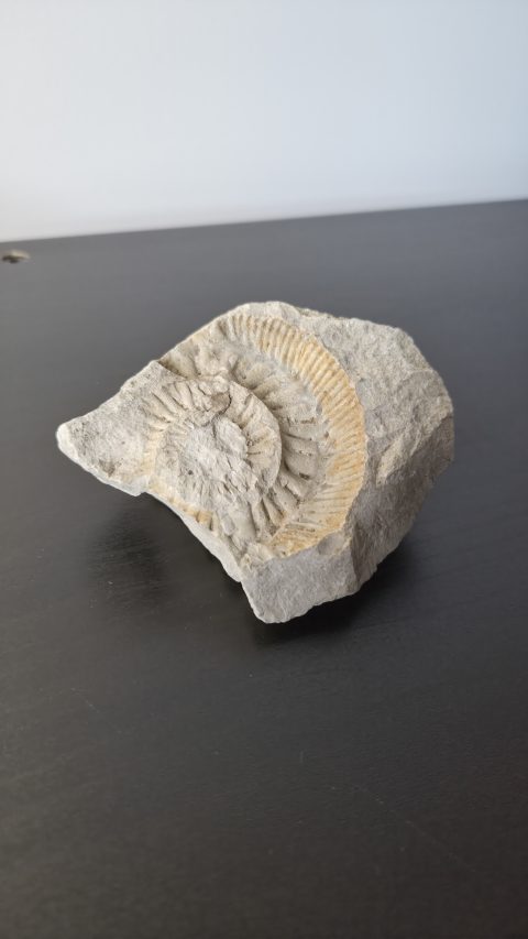 Ammonite