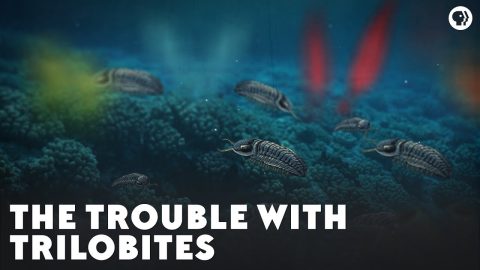Trilobite
