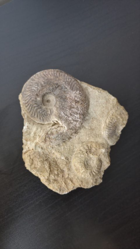 Multi Ammonite