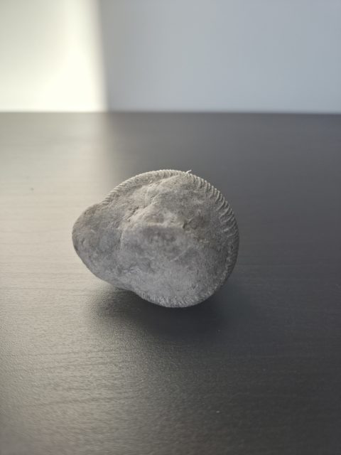 Ammonite