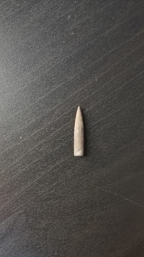 Belemnite