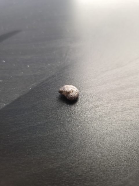 Ammonite