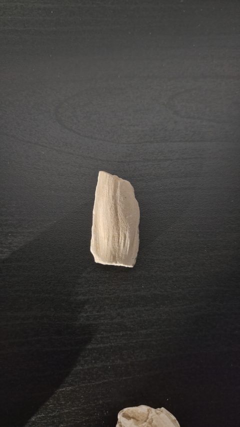 Petrified Wood